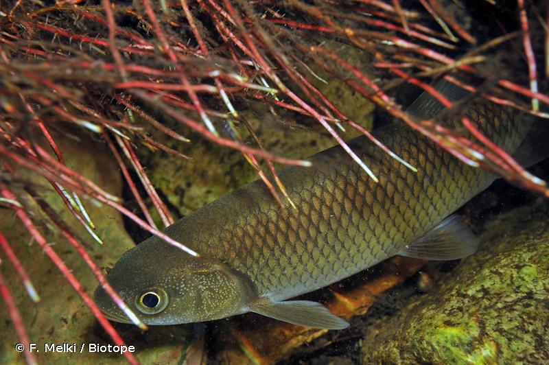 Squalius laietanus Doadrio, Kottelat & de Sostoa, 2007